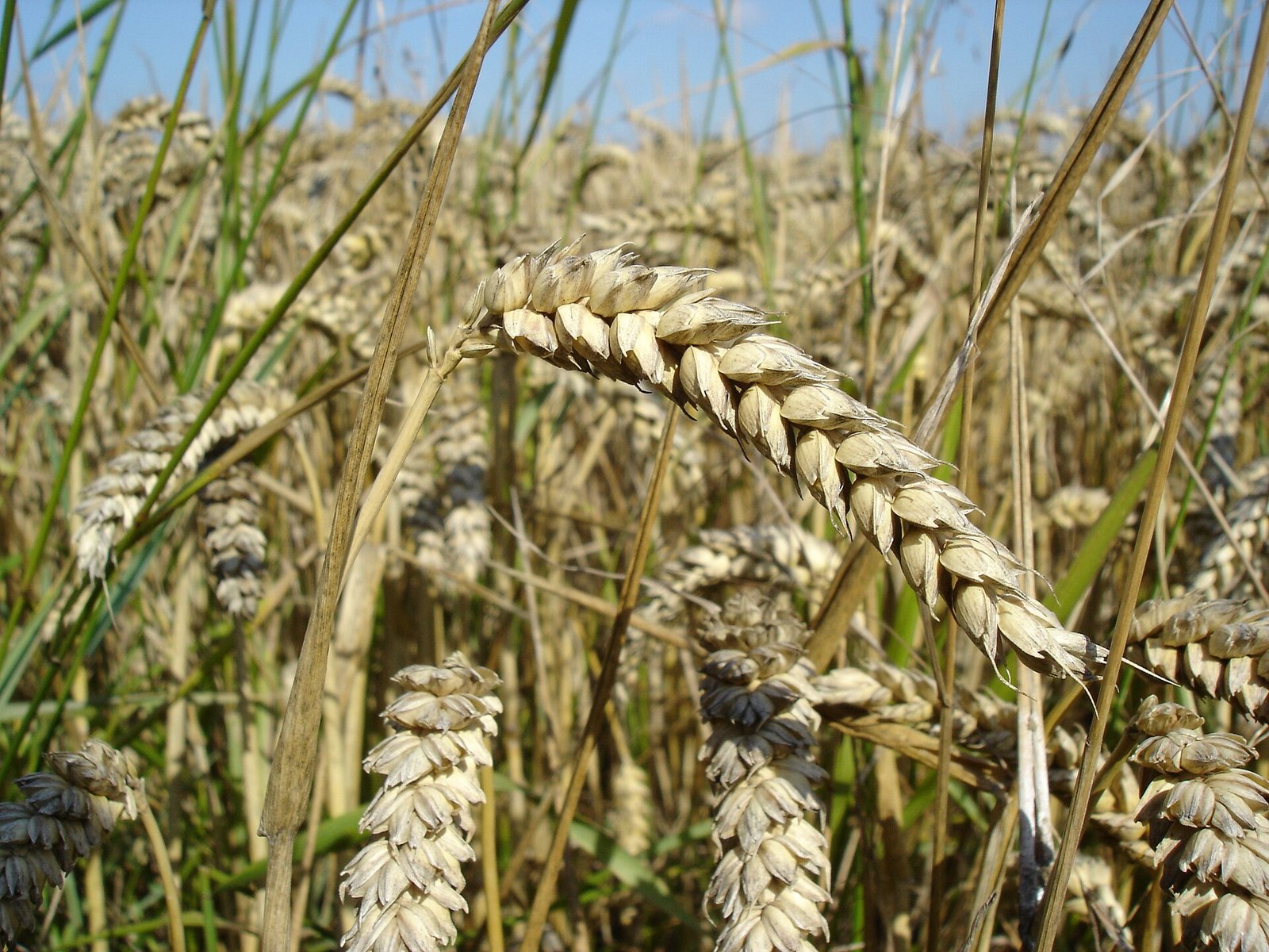 Close-up of ripe wheat in a field